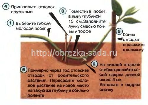 схема посадки жимолости