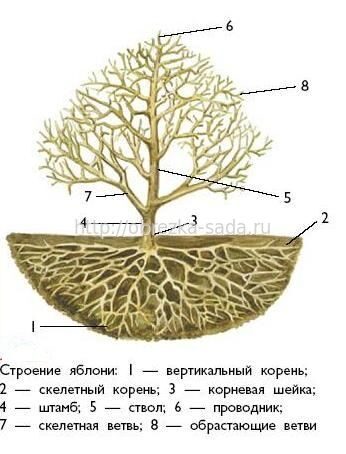 Где у яблони штамб или строение плодового дерева Где у яблони штамб или строение плодового дерева
