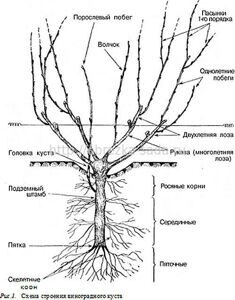 строение виноградного куста