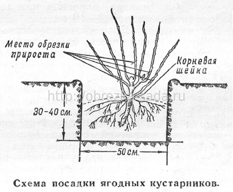 Схема посадки фундука в саду