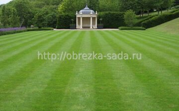 партерный газон