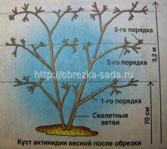 обрезка актинидии