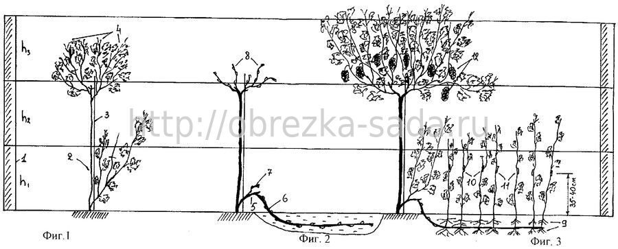 Виды формировки виноградного куста фото и название