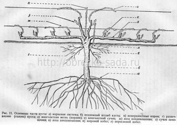 строение виноградного куста схема