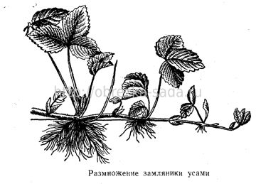 земляника посадка и уход