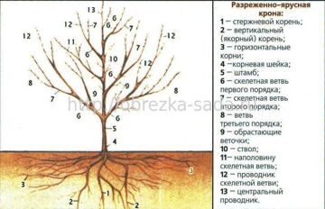 Обрезка сливы весной схема