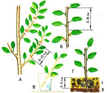 войлочная вишня размножение черенками
