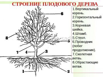 Биология виноградного растения - Особенности корня винограда