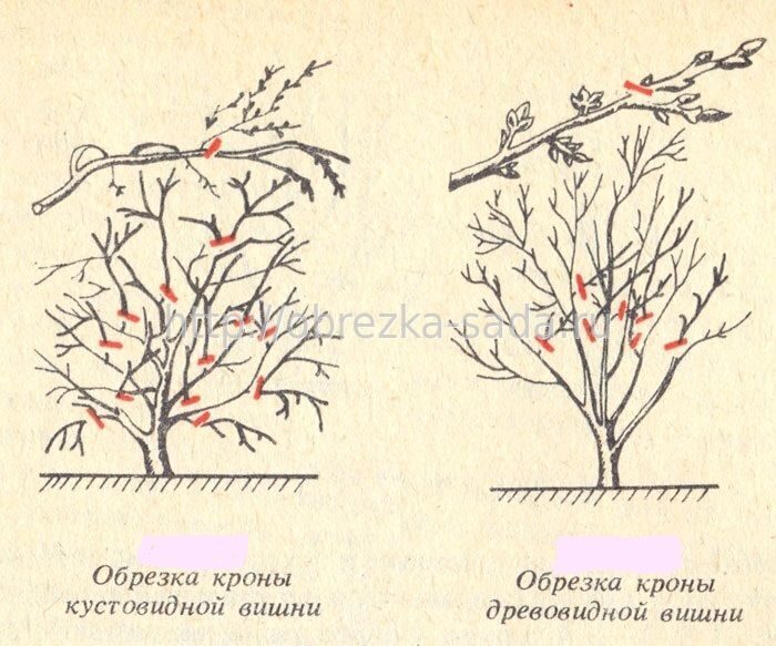 Обрезка вишни весной схема для начинающих и правила обрезки молодых кустовых деревьев