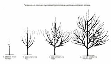 Схема посадки колоновидных яблонь расстояния меж деревьев